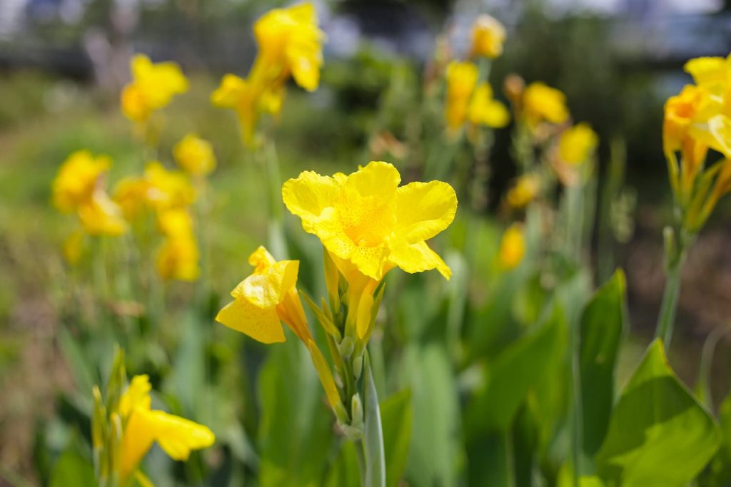golden canna in Florida lakes