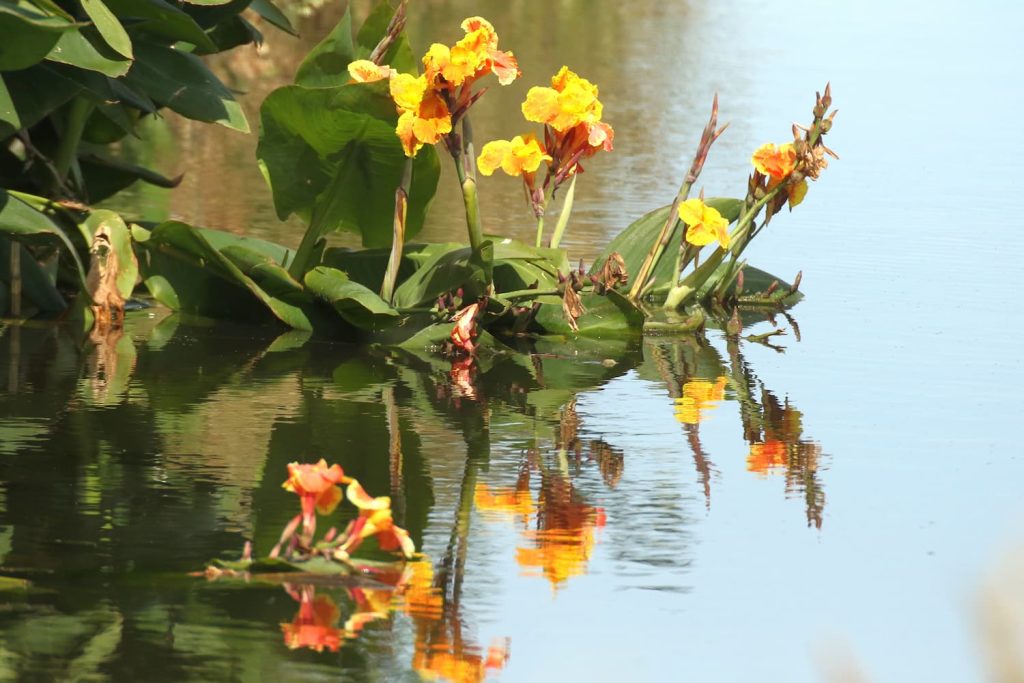 golden canna lily plants