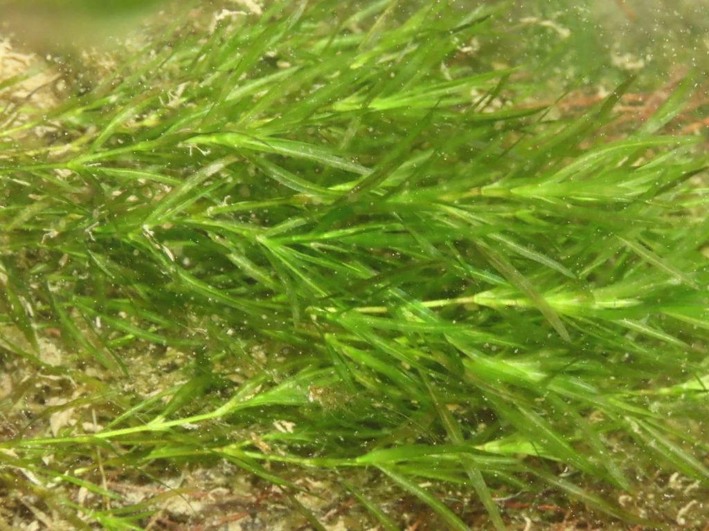 guppy grass southern naiad