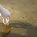 HOA Lake Water Quality Testing: What Every Board Should Measure