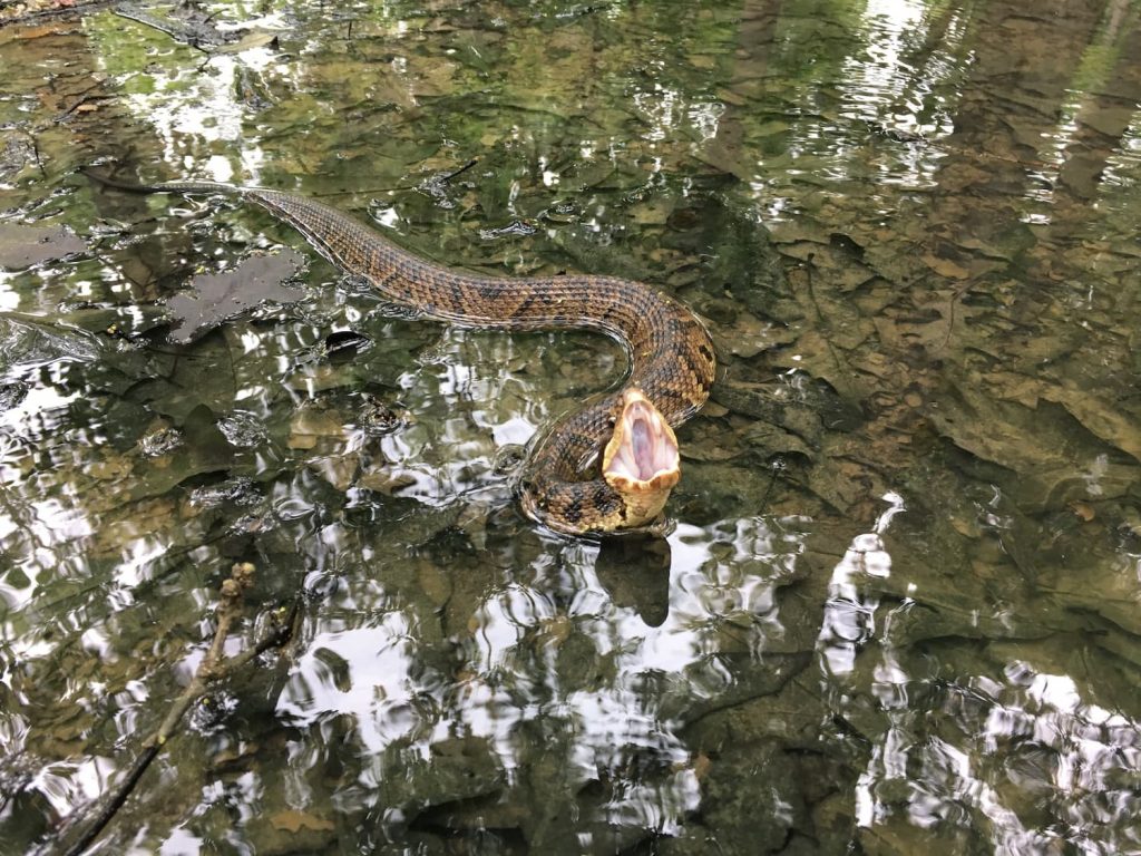 how can you tell if a snake is a water moccasin