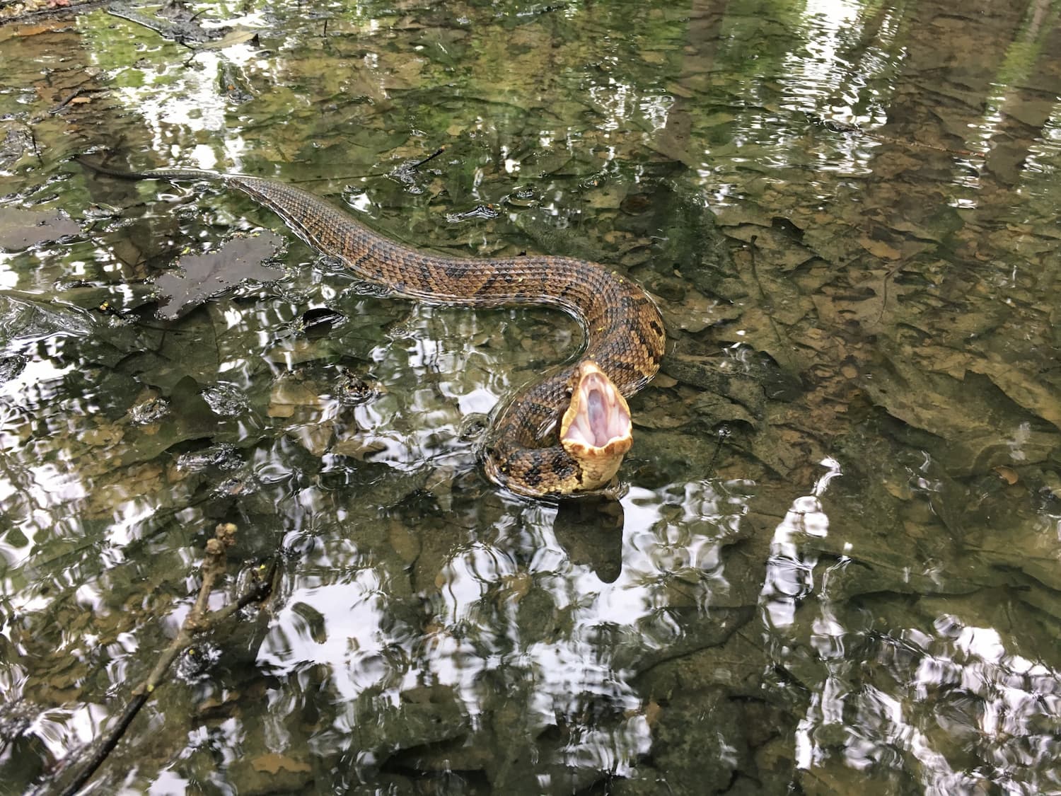 how can you tell if a snake is a water moccasin