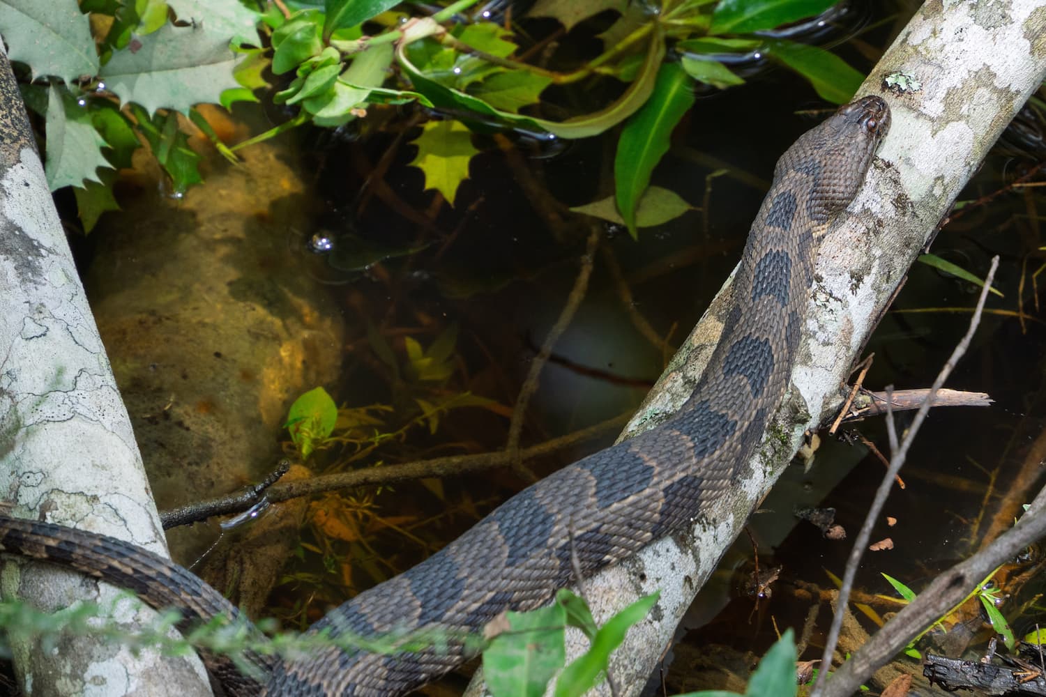 how to identify a water moccasin