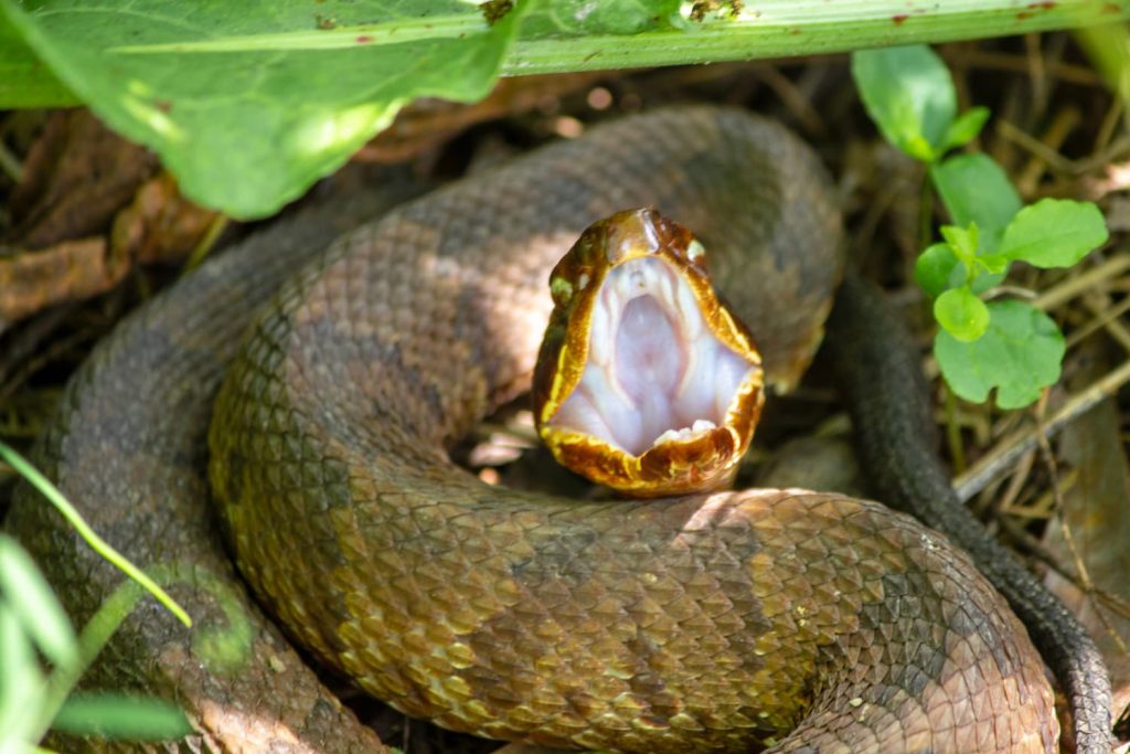 is a cottonmouth the same as a water moccasin