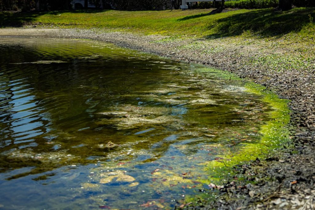 lake algaecide for algae control for Florida lakes