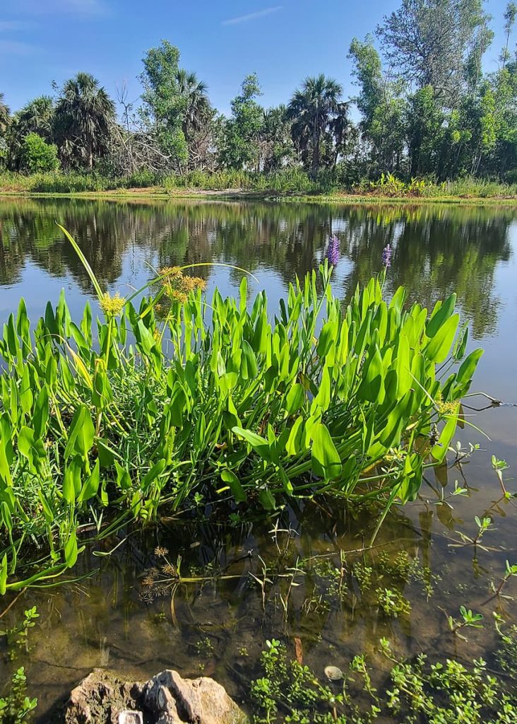 littoral planting for water quality