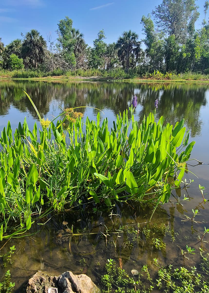 littoral planting for water quality