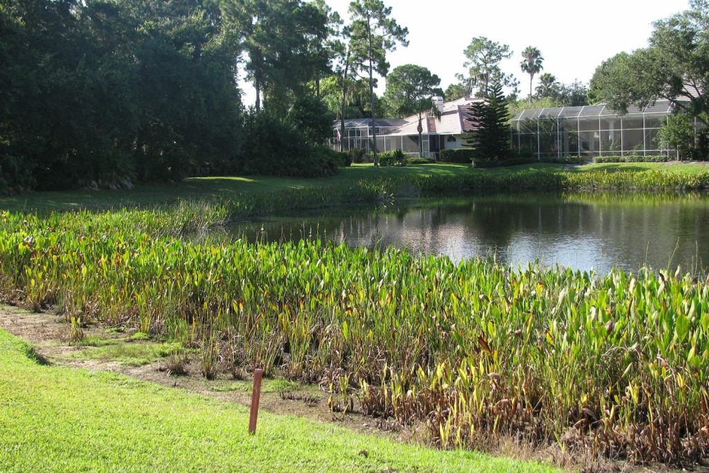 littoral shelf planting for Florida HOA Lakes