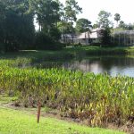 Littoral Shelf Planting & Shoreline Restoration for Florida HOA Lakes