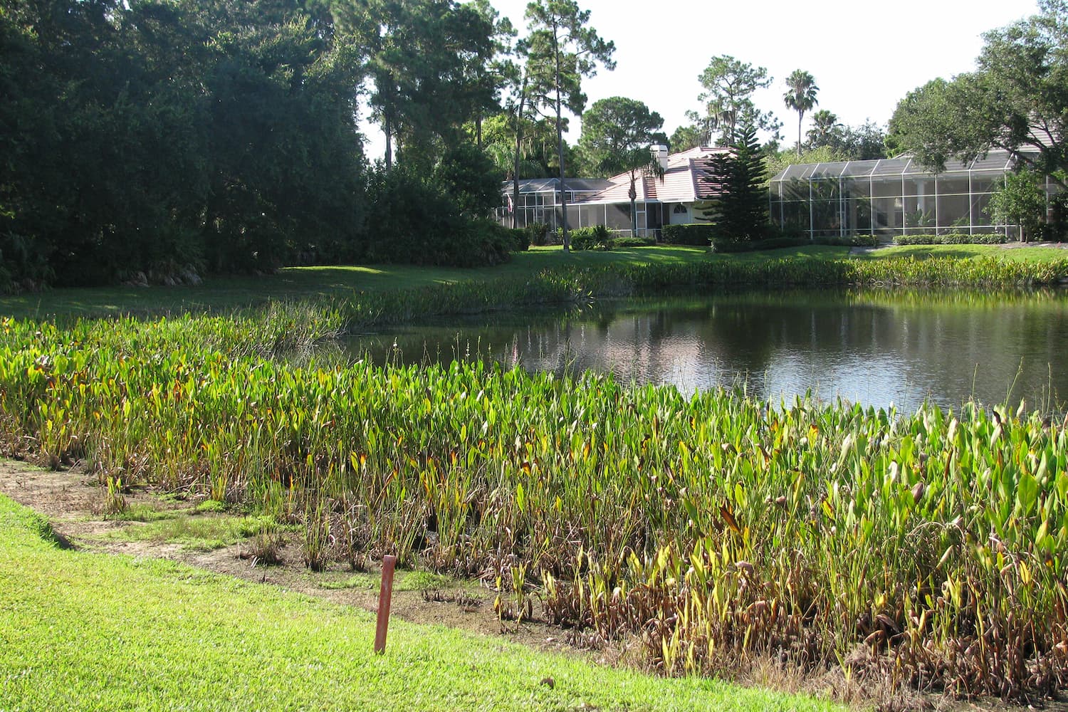 littoral shelf planting for Florida HOA Lakes