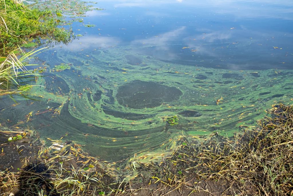 planktonic algae control for Florida lakes