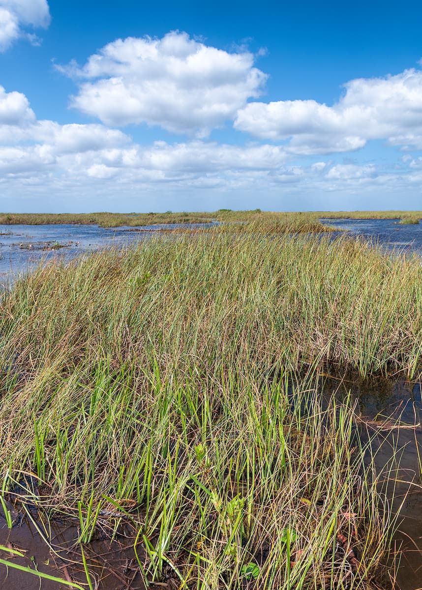 salty marshes in florida