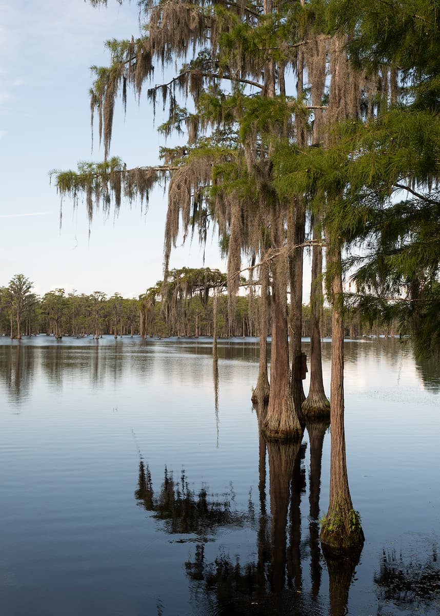 swamp management in Florida