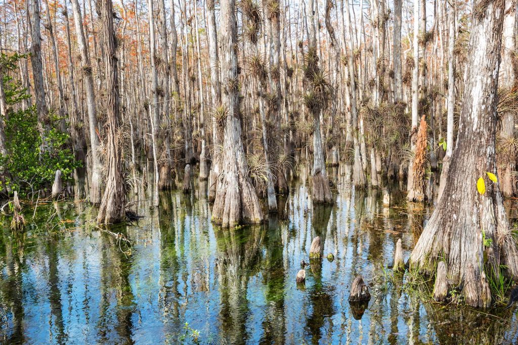 types of wetlands in Florida