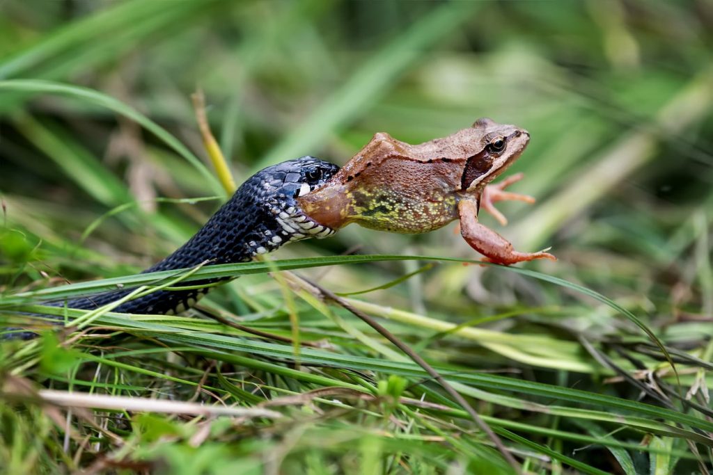 what eats frogs in ponds