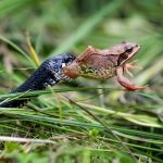 What Eats Frogs in Ponds? Pond Wildlife Management