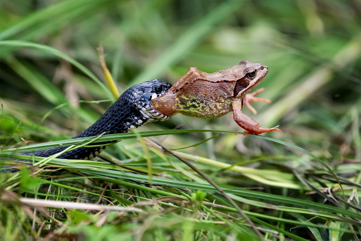 what eats frogs in ponds