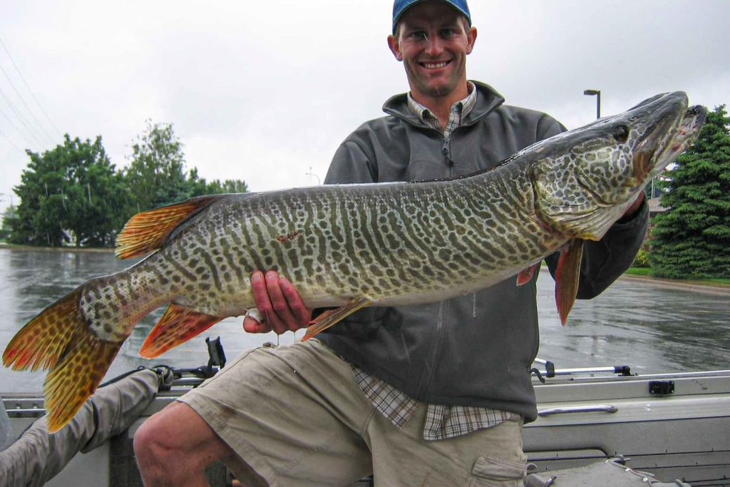 what is a tiger muskie