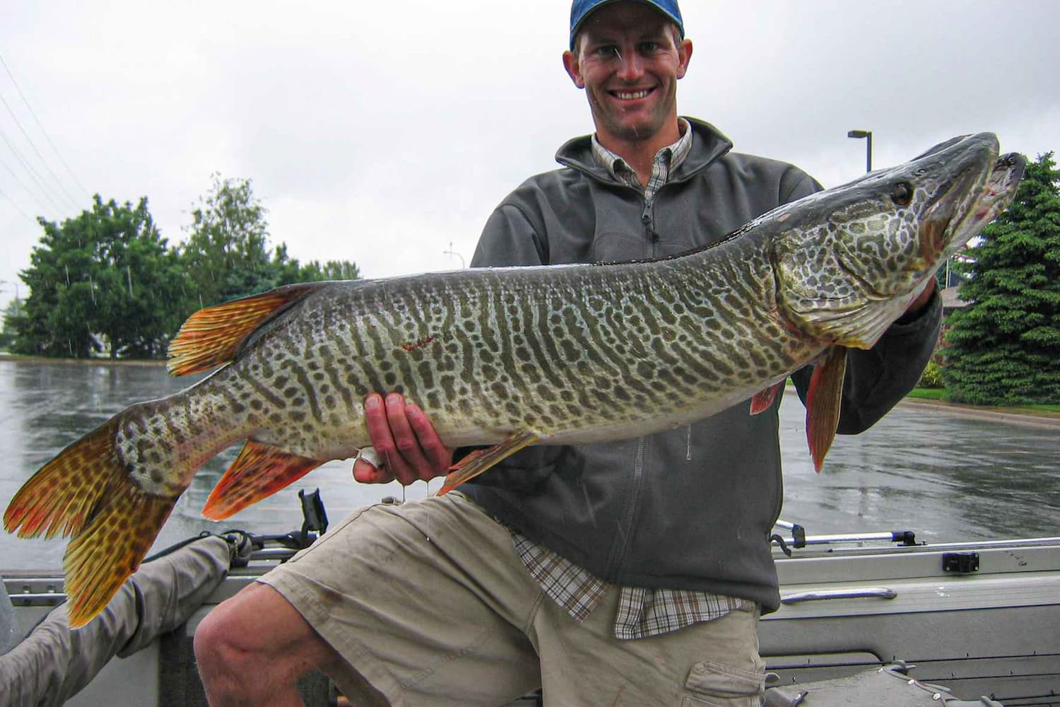 what is a tiger muskie