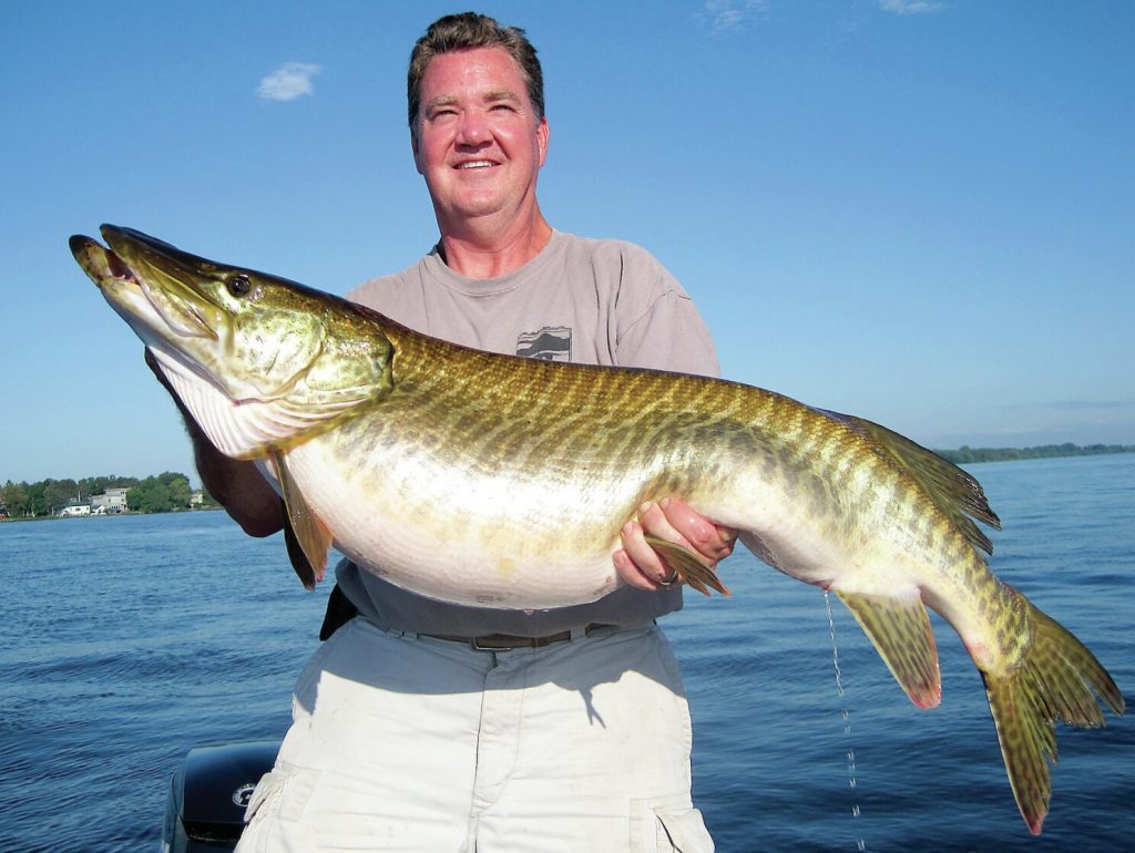 what is tiger muskie fishing like