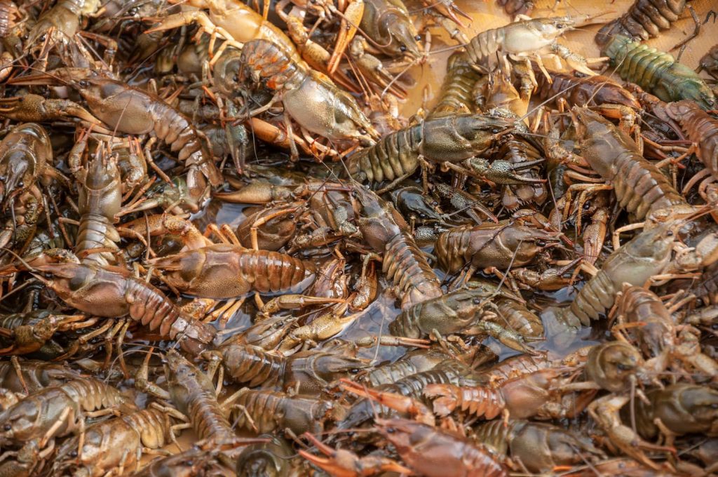 where do crawfish live