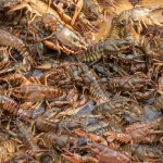 Where Do Crawfish Live? A Southeast Habitat Guide