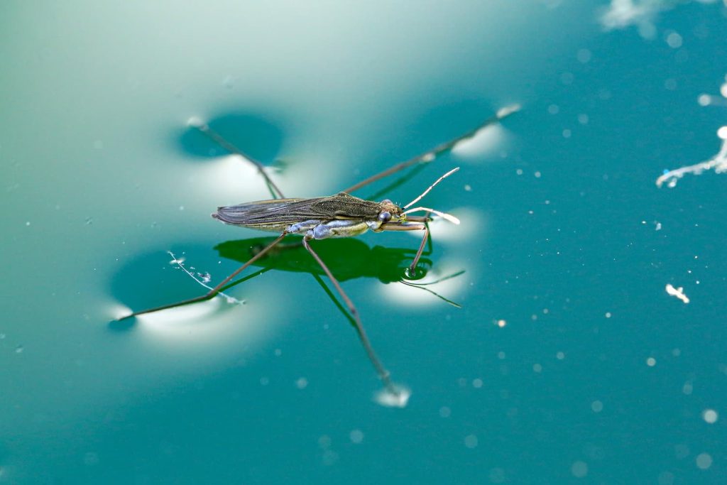 common pond insects in Florida