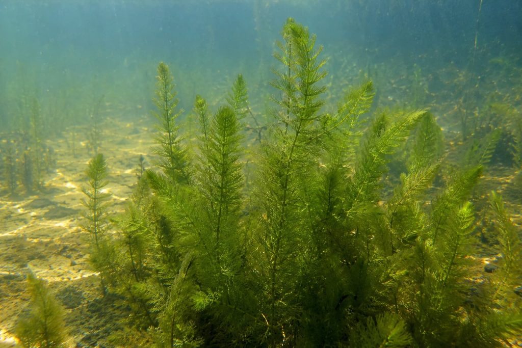 coontail in ponds and lakes
