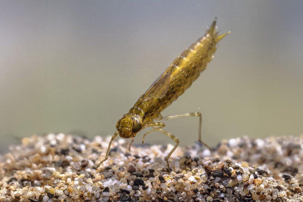 dragonfly larvae in pond