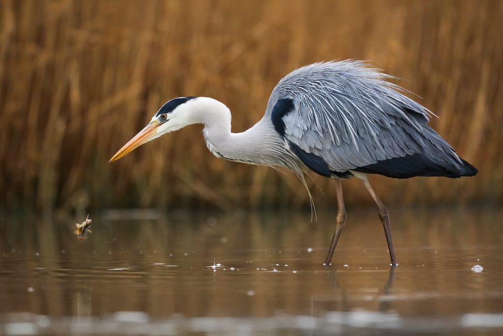 what do herons eat