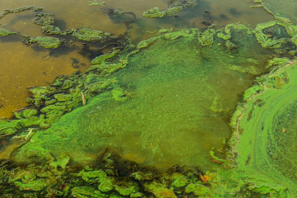 what is planktonic algae