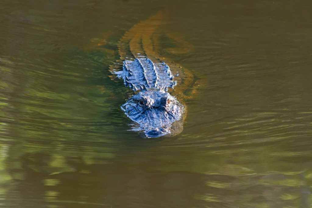 alligator in ponds in Florida