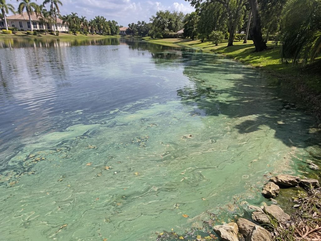 blue-green algae in HOA lakes