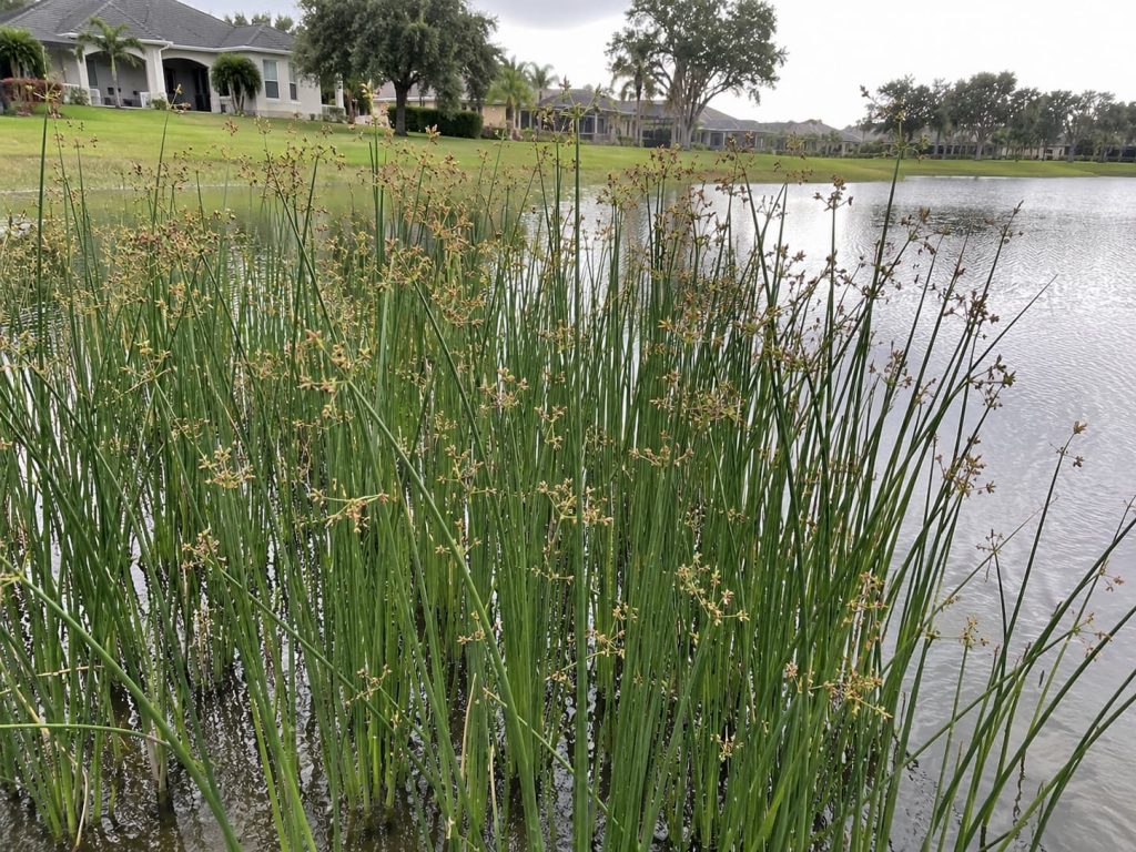 bulrush in ponds