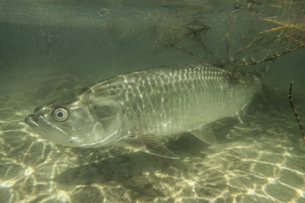 can tarpon live in freshwater lakes