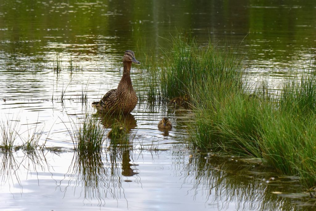 common pond ducks in Florida
