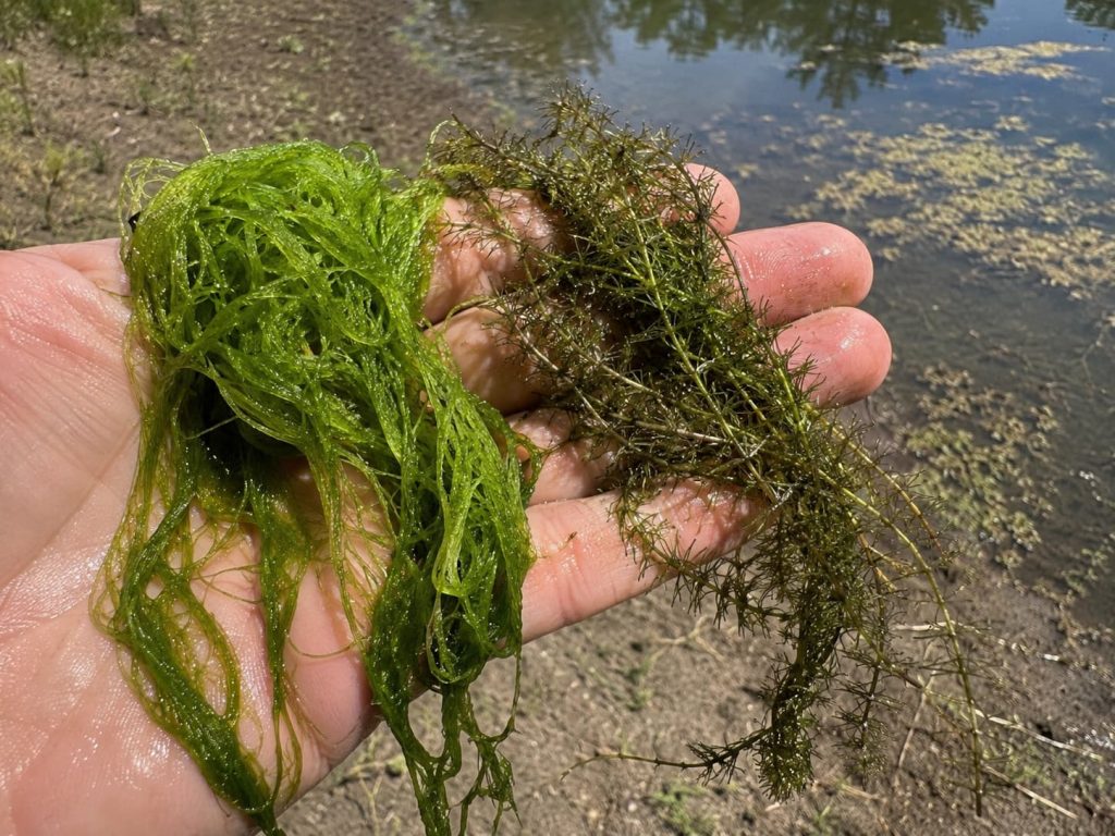 filamentous algae vs chara