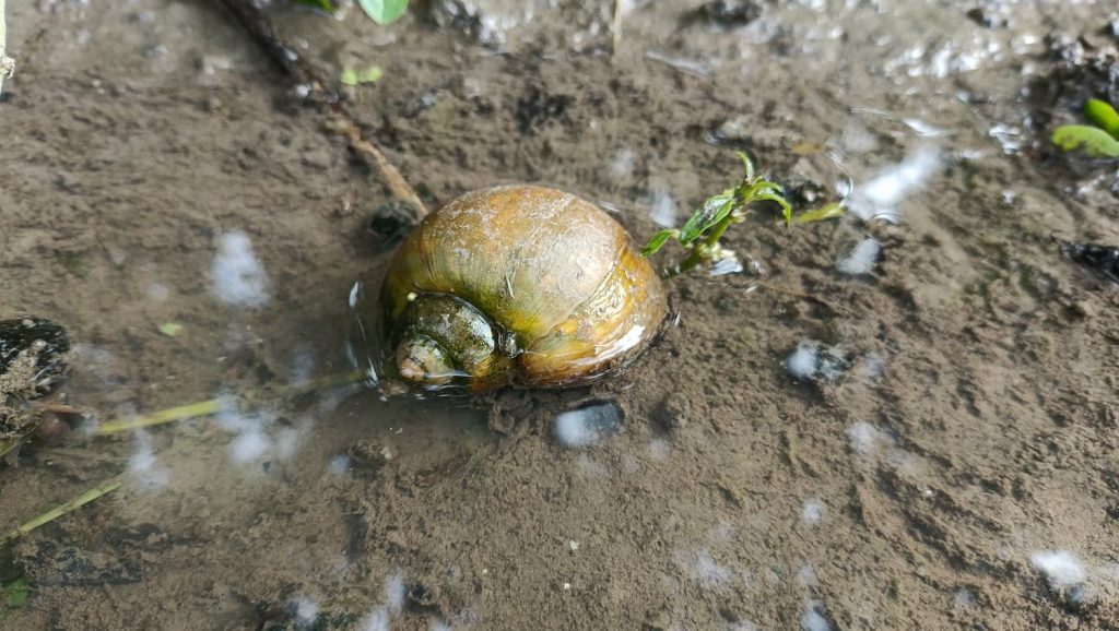 native apple snails in Florida