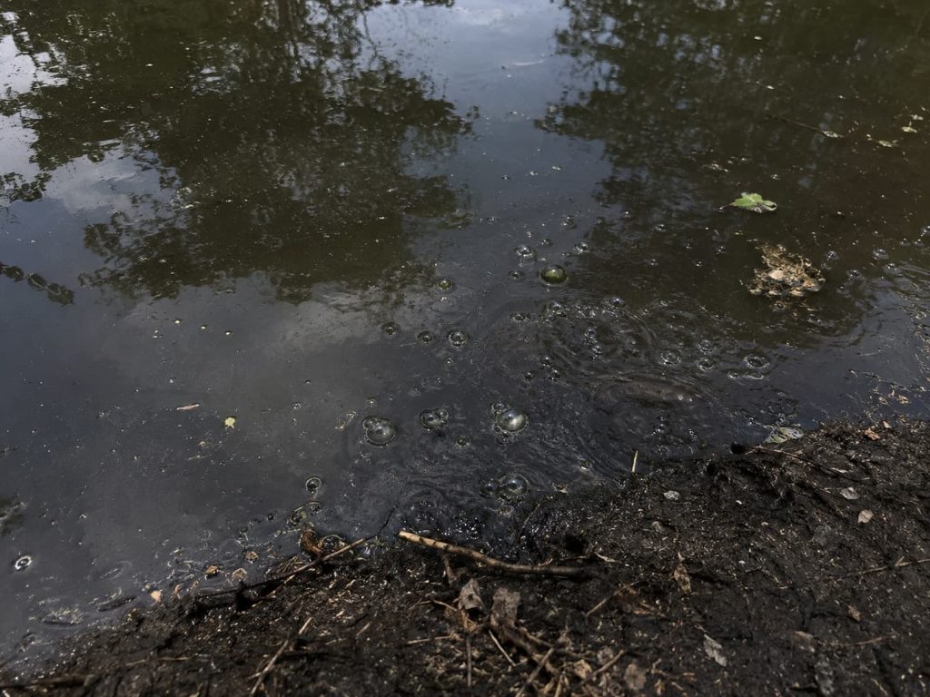 pond smelling like rotten eggs