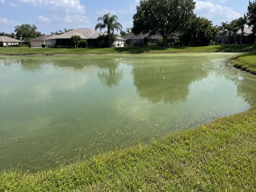stagnant pond water in HOA lakes