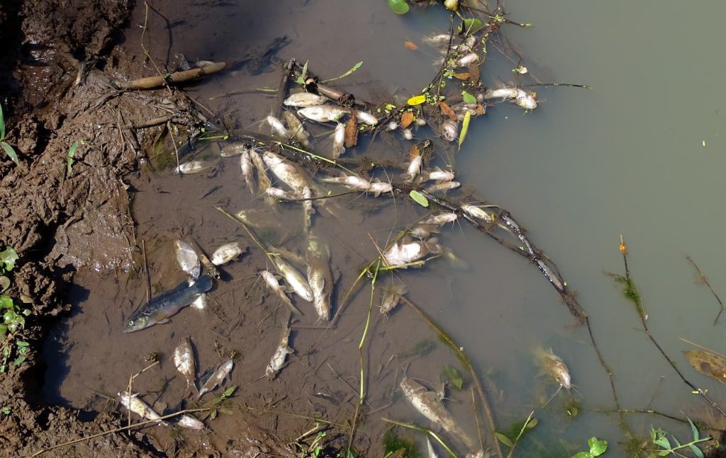 what causes fish kills in Florida HOA lakes