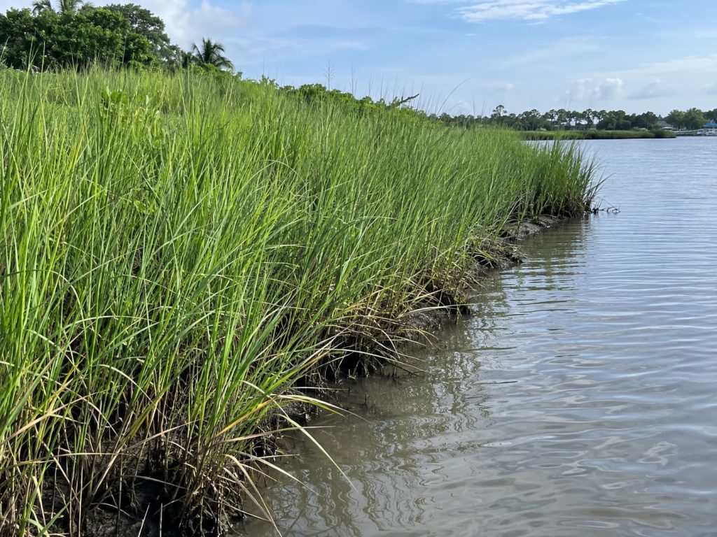 smooth cordgrass for Florida erosion control