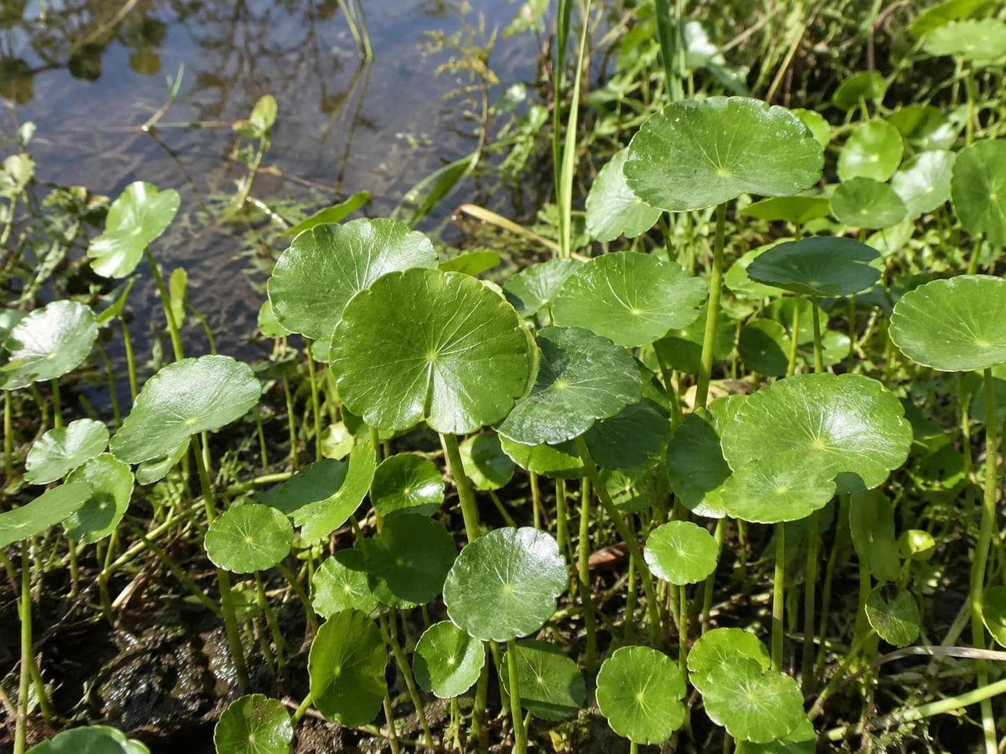 pennywort aquatic weed control